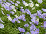 FZ004564 Greek anemones (Anemone blanda) flowers.jpg